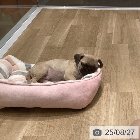 パグの写真