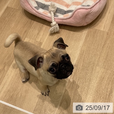 パグの写真