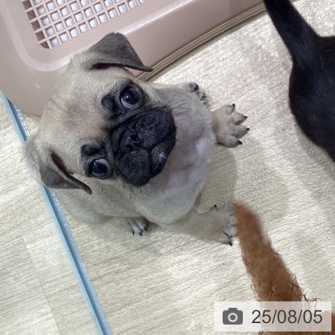 パグの写真