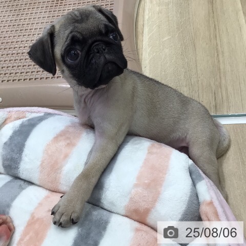 パグの写真