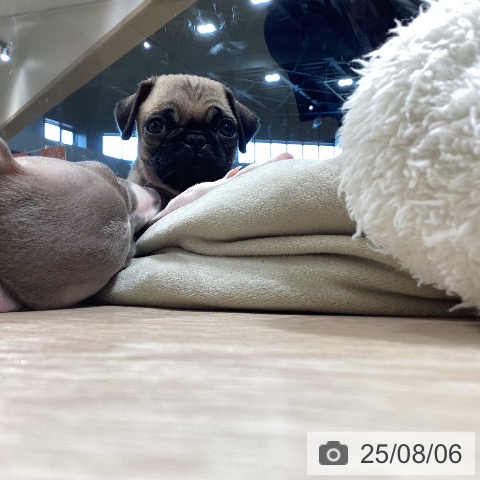 パグの写真