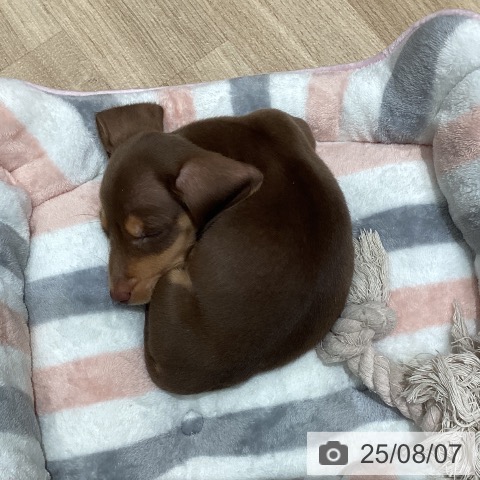 ミニチュア・ダックスフンドの写真