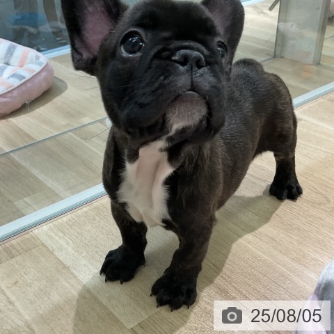 フレンチ・ブルドッグの写真
