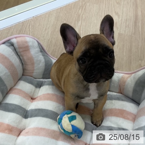 フレンチ・ブルドッグの写真