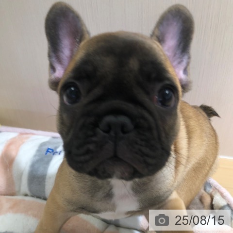フレンチ・ブルドッグの写真