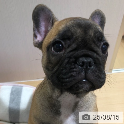 フレンチ・ブルドッグの写真