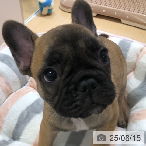 フレンチ・ブルドッグの写真