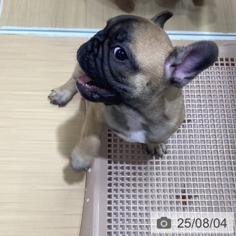 フレンチ・ブルドッグの写真