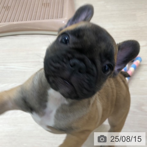 フレンチ・ブルドッグの写真
