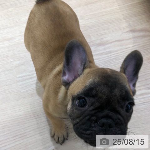 フレンチ・ブルドッグの写真