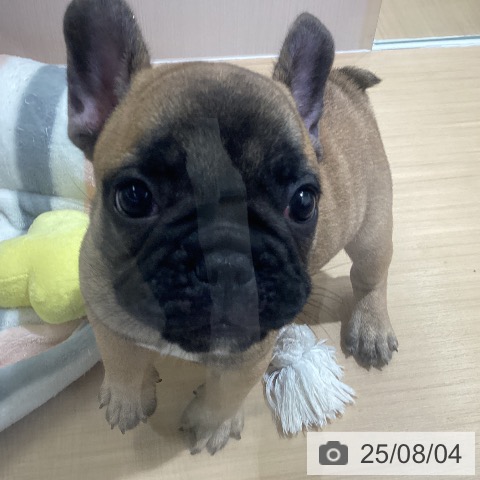 フレンチ・ブルドッグの写真
