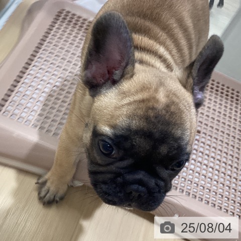 フレンチ・ブルドッグの写真