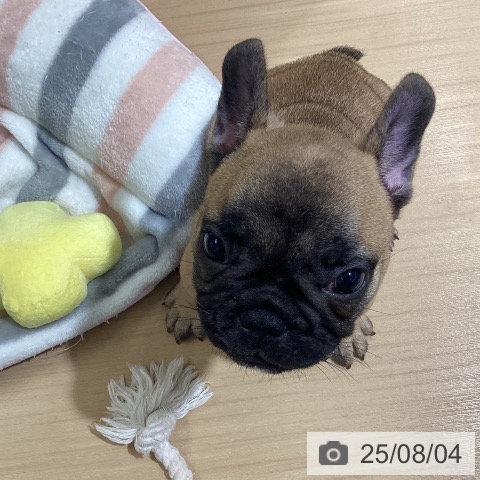 フレンチ・ブルドッグの写真