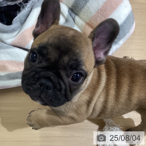 フレンチ・ブルドッグの写真