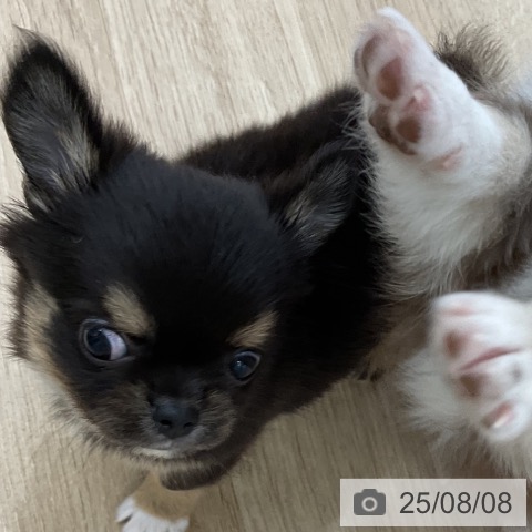 チワワの写真