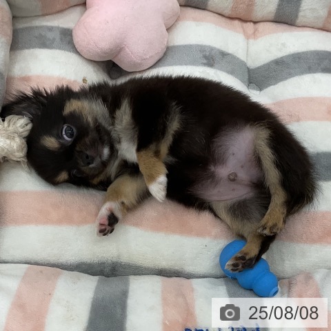 チワワの写真