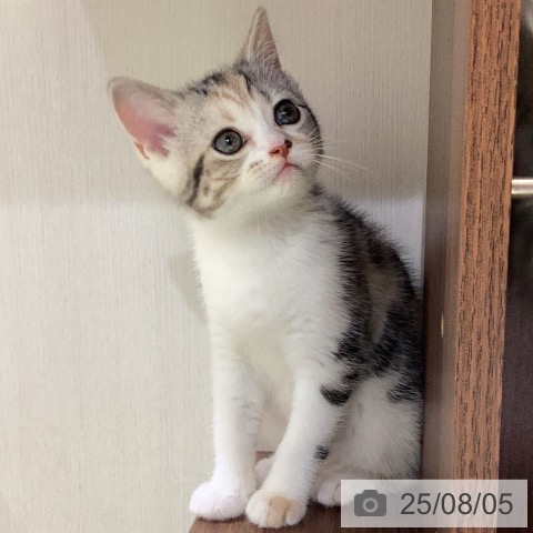 スコティッシュフォールドの写真