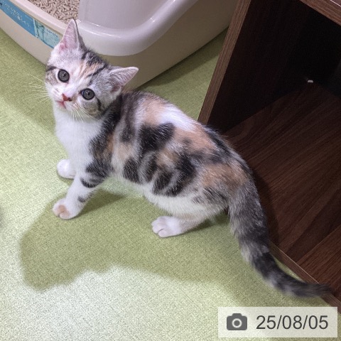スコティッシュフォールドの写真