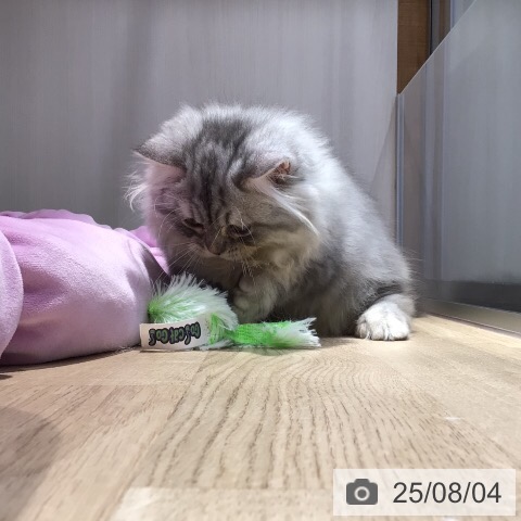マンチカンの写真