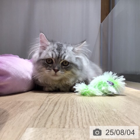 マンチカンの写真