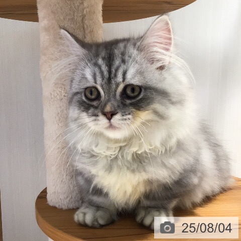 マンチカンの写真