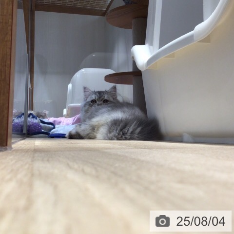 マンチカンの写真