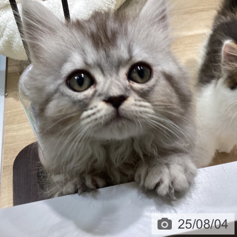 マンチカンの写真