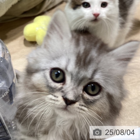 マンチカンの写真