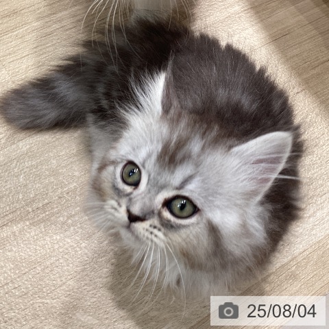 マンチカンの写真