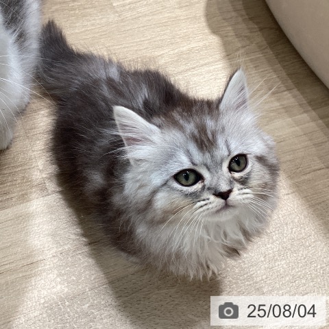 マンチカンの写真