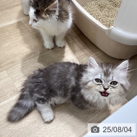 マンチカンの写真