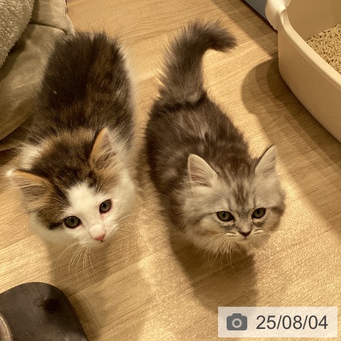 マンチカンの写真