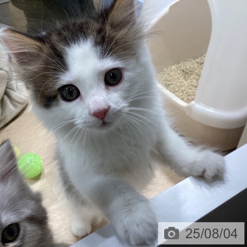 ノルウェージャンフォレストキャットの写真