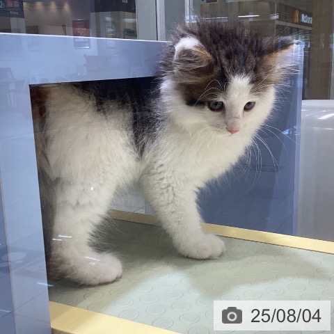 ノルウェージャンフォレストキャットの写真