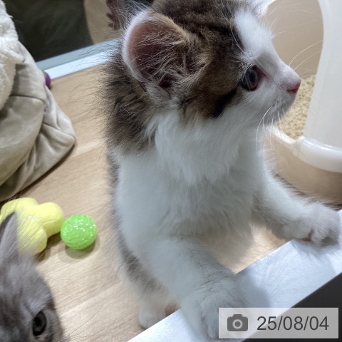 ノルウェージャンフォレストキャットの写真