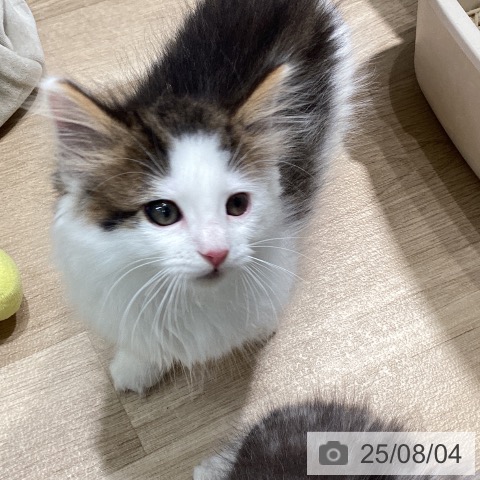 ノルウェージャンフォレストキャットの写真