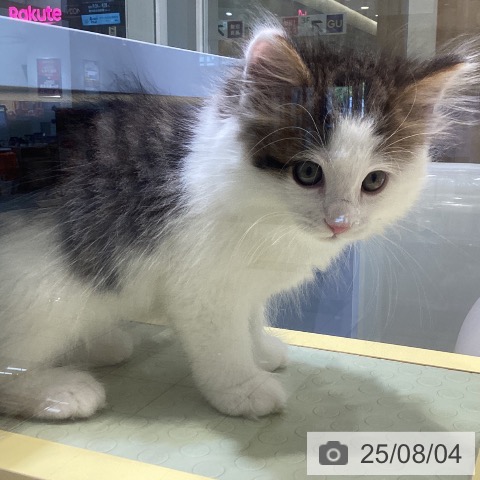 ノルウェージャンフォレストキャットの写真