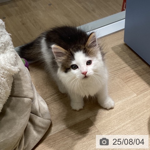 ノルウェージャンフォレストキャットの写真