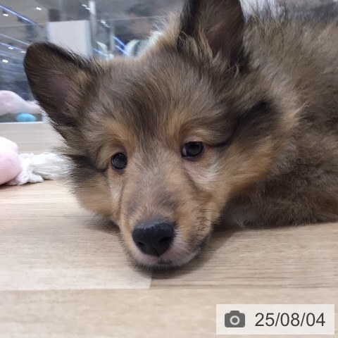 シェットランド・シープドッグの写真