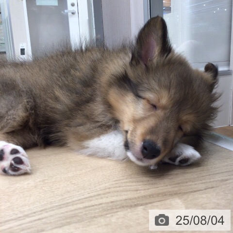 シェットランド・シープドッグの写真