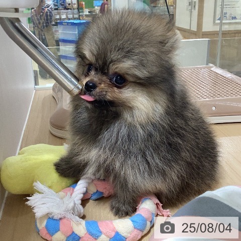 ポメラニアンの写真