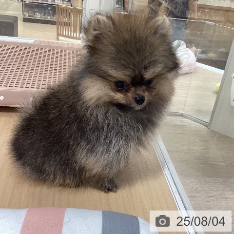 ポメラニアンの写真