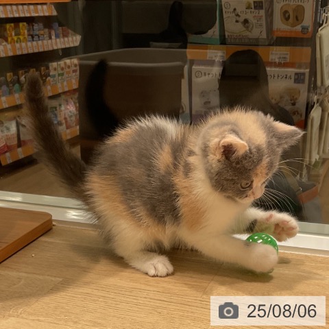ミヌエットの写真