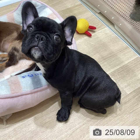 フレンチ・ブルドッグの写真