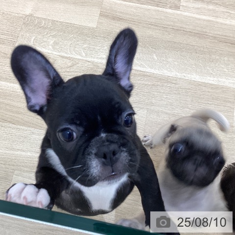 フレンチ・ブルドッグの写真