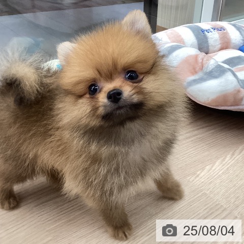 ポメラニアンの写真