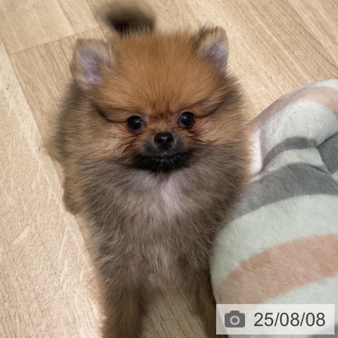 ポメラニアンの写真