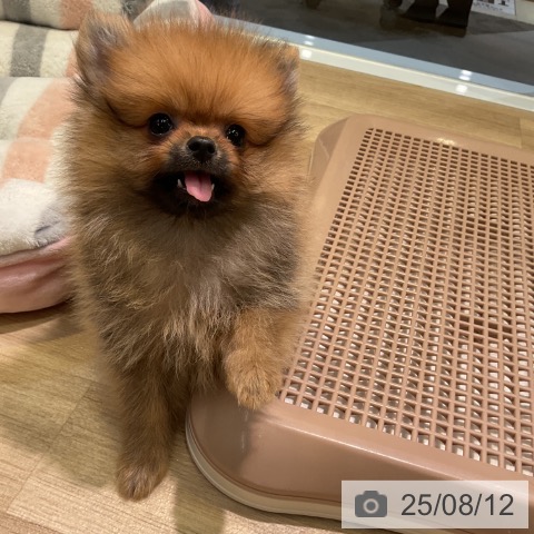 ポメラニアンの写真