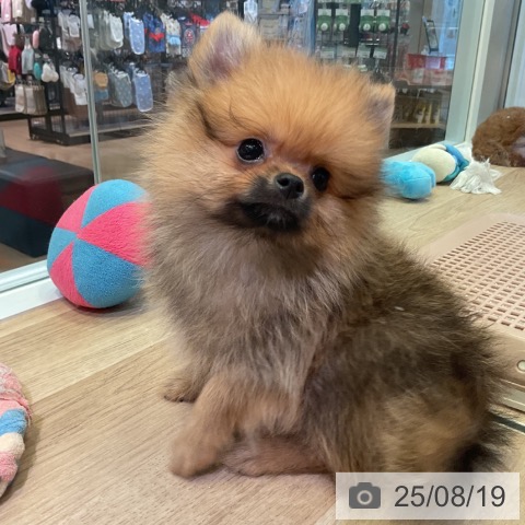 ポメラニアンの写真