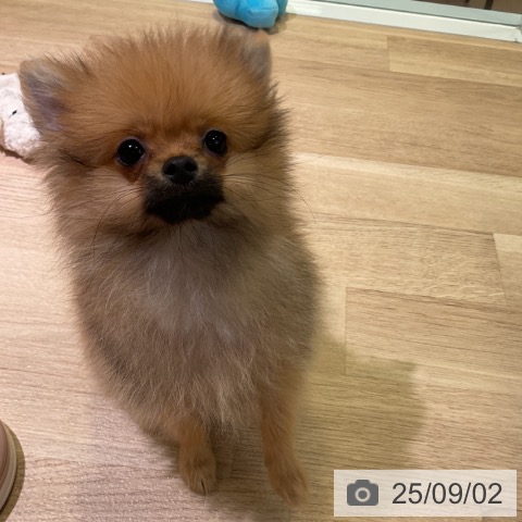 ポメラニアンの写真